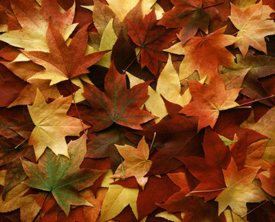 rakes-leaf_scene